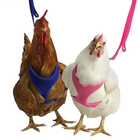 Amazoncom Chicken Harness Blue Medium By My Pet Chicken Pet