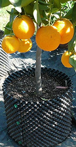 (4) Superoots Air-Pot 3 Gal Equivalent Garden Propagation Containers | THAP3 - Thumbnail 5