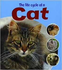 life cycle of a cat