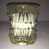 Dentalmall 1 Pc New Dental Model #3005 02 - Orthodontics Treatment Model