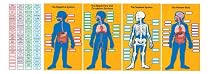 Carson Dellosa Human Body Bulletin Board Set (110178)