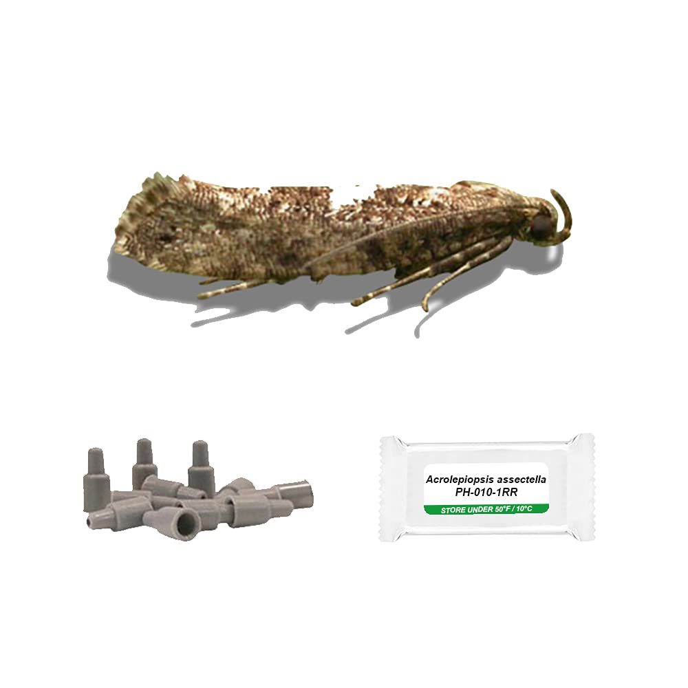 PlantPro Pack of 3 Moth Trap Attractant Pheromones (Leek Moth)