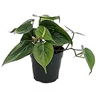 Heart Leaf Philodendron - Easiest House Plant to Grow - 4" Pot - Live Plant