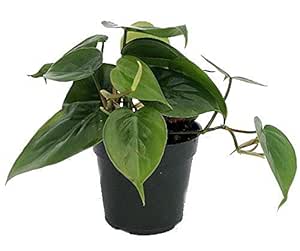Heart Leaf Philodendron - Easiest House Plant to Grow - 4" Pot - Live Plant