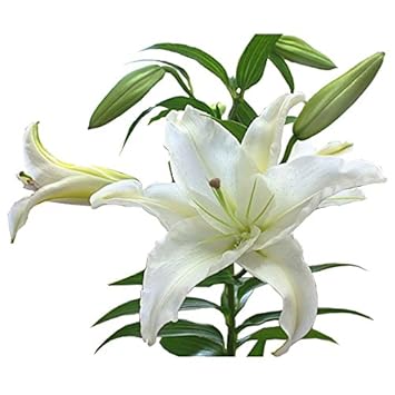 50 カサブランカ 花 画像 最高の花の画像