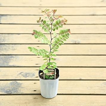 Amazon 花木 苗 アカネコバンノキ 茜小判の木 洋種小判の木 あかねこばんのき 植木