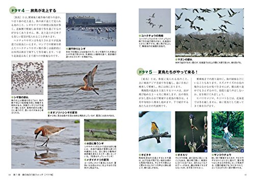 Dvd付季節の野鳥図鑑 春の野鳥 を見に行こう 安西 英明 平野 伸明 本 通販 Amazon