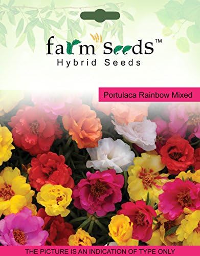 FARM SEEDS Portulaca Rainbow 1 Packet Seeds Seed (100 per packet)