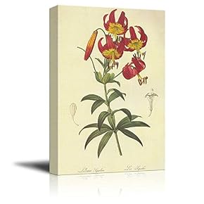 Scientific Illustration of a Flower Lilium Superbum by...