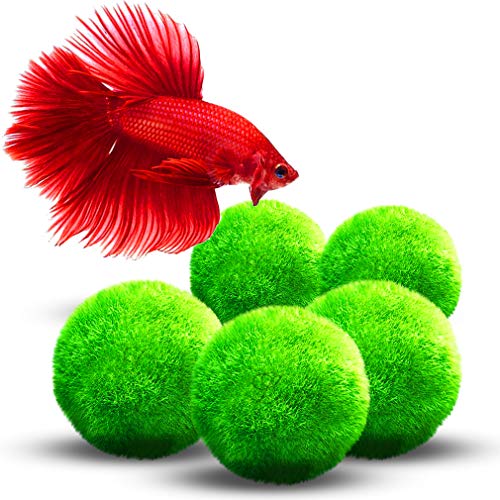 Luffy Large Marimo Moss Balls for Betta Fish, 1.5 Inches, Aesthetically Beautiful Plants, Create Healthy Environment for Aquatic Pets, Natural Toys for Betta Fish, Aquarium Safe, 5 Pack - Thumbnail 4