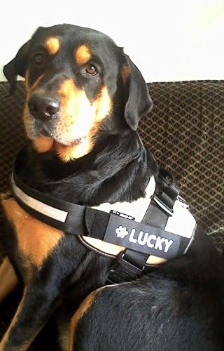 k9 personalised harness