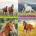 Funabaloo Cowgirl Horse Birthday Party Favor Supplies 60 Piece Bundle (12 Pink Horse Wristbands, 12 Horse Pencils, 12 Mini Plastic Toy Horses, 24 Horse & Pony Stickers)