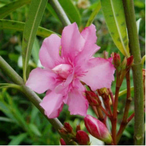 Amazon キョウチクトウ 樹高1 2m前後 赤花 白花 2本セット 常緑 植木 庭木 花木 シンボルツリー 夾竹桃 植木