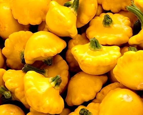 Semillas de Patty Pan Squash amarillas - Cucurbita pepo: Amazon.es ...