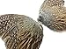 Pheasant Feathers - 1 Pair of Ringneck Pheasant Complete Wing Feathers