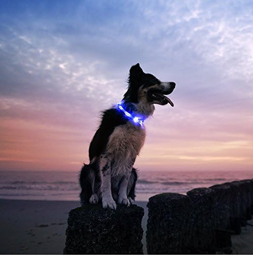 LED Dog Flashing Safety Collar-Light Up Pet Safety Collar with USB Rechargeable Cable and Adjustable (Blue)