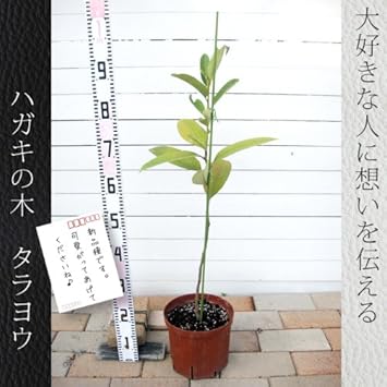 Amazon ハガキの木 タラヨウ 鉢植え苗 庭木 常緑樹 シンボルツリー 植木