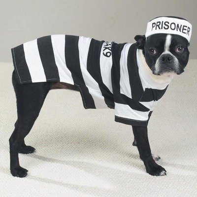 Prison Pooch Dog Costume