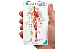 BLUE TREE PUBLISHING Muscles and Skeletal Anatomy Pocket Charts