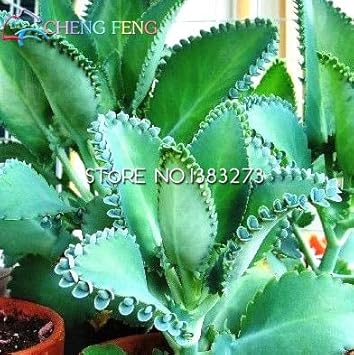 Shopmeeko 2016 verkauf Neue pflanzen 100 Teile/los Kalanchoe Bonsai blume pflanzen Seltene Hausgarten Zimmerpflanzen Blumen D