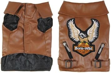 cat in a leather jacket