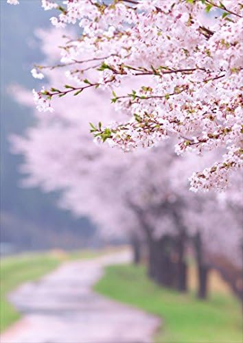 Igsticker ポスター 国内最安値に挑戦 ウォールステッカー シール式ステッカー 飾り 515 728 B2 写真 フォト 壁 Poster Sticker 桜並木 おしゃれ インテリア 風景 剥がせる Wall 花