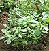 Leafy Greens Gruner Red Purslane D2257A (Green) 500 Seeds by David's Garden Seeds Red and Green