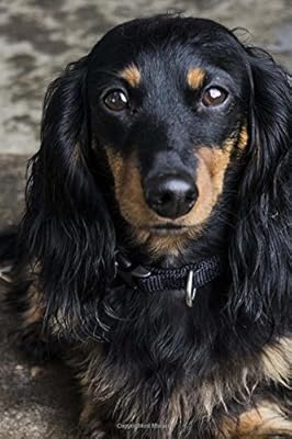 Such A Serious Long Haired Black And Tan Dachshund Dog Journal