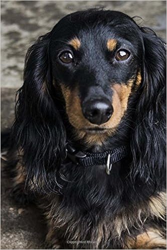 Such A Serious Long Haired Black And Tan Dachshund Dog Journal