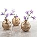 Chive - Set of 6 Smasak 2.5