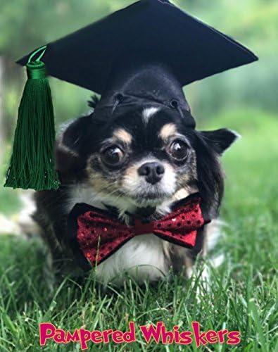 Graduation Cap for dogs and cats Green tassel (6-11" collar size)