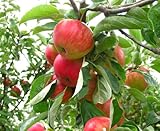 Gala Dwarf Apple Tree - healthy bare root Fruit Trees 2-4 Ft -1 Tree by Growers Solution