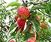 Gala Dwarf Apple Tree - healthy bare root Fruit Trees 2-4 Ft -1 Tree by Growers Solution