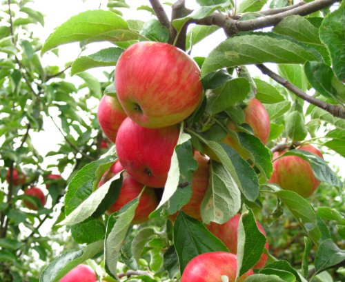 Gala Apple Tree Semi-Dwarf - Healthy - Established - 1 Gallon Trade Pot - 1 Each by Growers Solution Gala Apple Tree Semi-Dwarf - Healthy - Established - 1 Gallon Trade Pot - 1 Each by Growers Solution