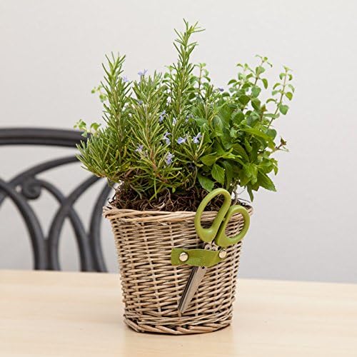 Cultivating Herb Duet - Live Plant-Thanksgiving Gift-Mothers Day Gift - Get Well Plant Gift - Thank You Plant Gift - Ships fast via 2-Day Air - Ships fast via EXPRESS DELIVERY
