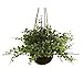 Nearly Natural 6741-S3 Eucalyptus Maiden Hair Berry Hanging Basket, Green, Set of 3