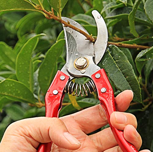 THANOS Bypass Hand Pruners for Gardening, Arboriculture, Farming, Flower Arranging, Pruning Shears with Ergonomic Handles,SK-5 Steel Blade,Garden Clippers with Shock-Absorbent Spring & Safety Lock - Thumbnail 5