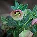 Christmas Rose Helleborus, 10 seed