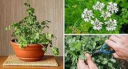 Gardenera Cilantro Potting Mix - Promote Strong