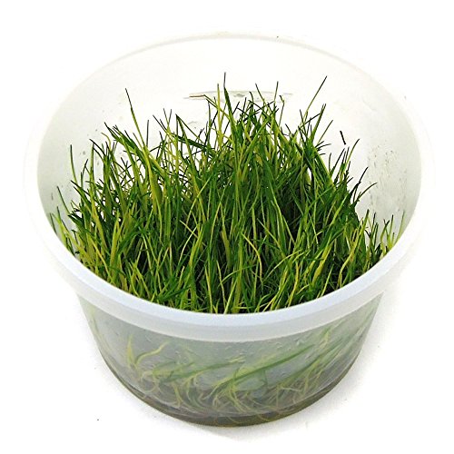 SubstrateSource Eleocharis sp. Dwarf Hairgrass Live Aquarium Plant - Tissue Culture Cup
