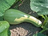 30 GREEN STRIPED CUSHAW SQUASH PUMPKIN (Tennessee Sweet Potato Squash) Cucurbita Mixta Vegetable Seeds