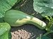30 GREEN STRIPED CUSHAW SQUASH PUMPKIN (Tennessee Sweet Potato Squash) Cucurbita Mixta Vegetable Seeds