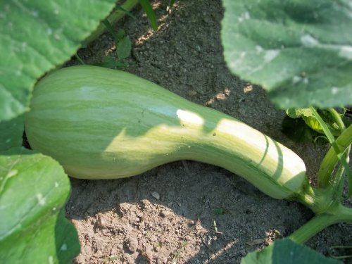 30 GREEN STRIPED CUSHAW SQUASH PUMPKIN (Tennessee Sweet Potato Squash) Cucurbita Mixta Vegetable Seeds 30 GREEN STRIPED CUSHAW SQUASH PUMPKIN (Tennessee Sweet Potato Squash) Cucurbita Mixta Vegetable Seeds