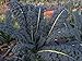 Organic Lacinato Kale Seeds: Non-GMO, Certified Organic Heirloom Seed Packet