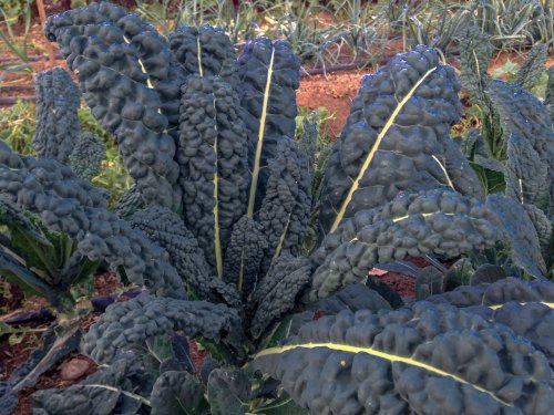 All Good Things Organic Seeds Lacinato Kale Seeds (~200) All Good Things Organic Seeds Lacinato Kale Seeds (~200)