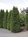 Thuja "Emerald Green" occidentalis Arborvitae 4 inch pot by Sandys Nursery Online TM