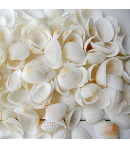 Lot De 50 Coquillages Blancs – Convient Pour La Décoration