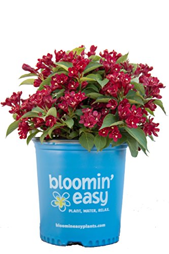 Green Promise Farms Bloomin  Easy - Weigela x Date Night  Maroon Swoon  Shrub,deep red flowers - #3 Size Container