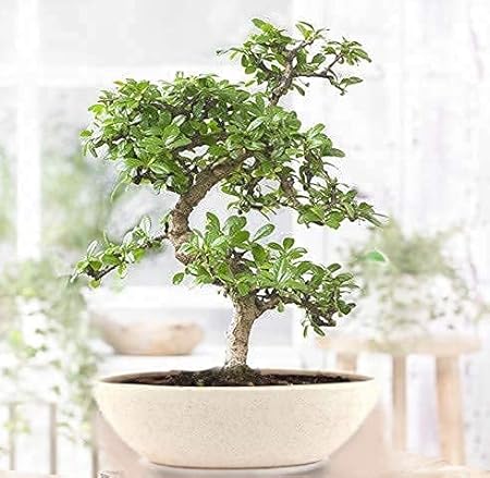Abana Homes Flowering Carmona Indoor Bonsai Live Plants - 4 Year Old 20cm