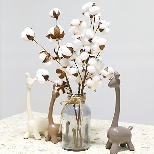 Coceca Cotton Stems - 5 Pack 10 Balls Per Stem - 23 Inch Farmhouse Display Filler-Foral Decoration - Thumbnail 5
